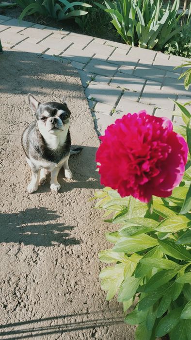 Породистый парень Чихуахуа  ищет невесту , вязка