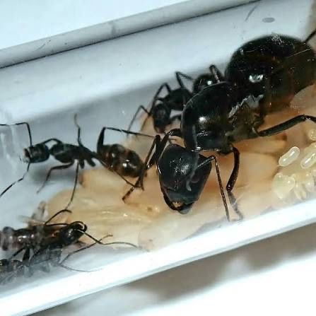 Camponotus japonicus
