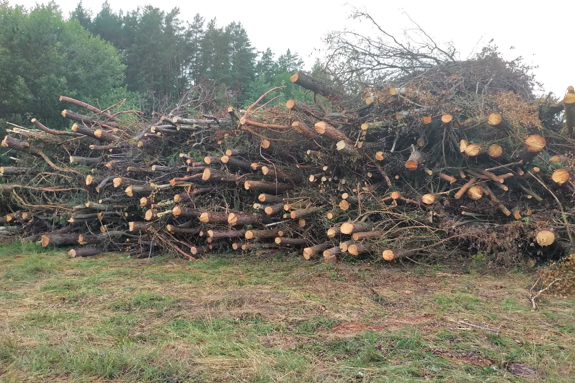 Biomasa zrębka//usługa zrębkowania/wycinka drzew, samosiewów