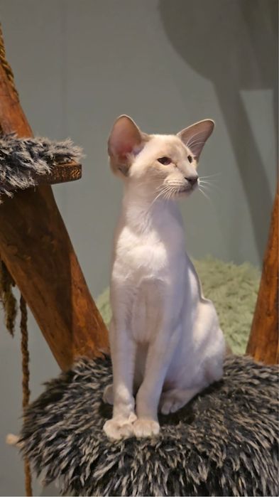 Kocurek orientalny lilowy