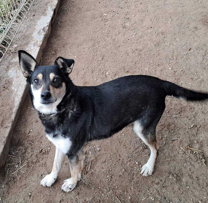 2 schroniska czas na domek