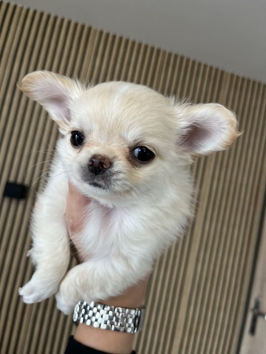 Chichuahua chlopcy FCI