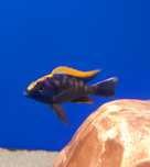 Otopharynx black orange dorsal. Pyszczaki z Malawi hodowla .