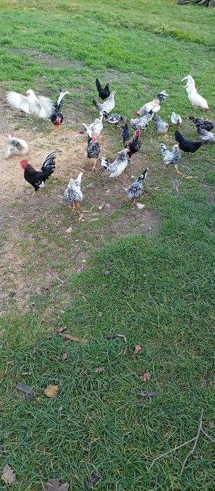 Kury liliputki liliputy