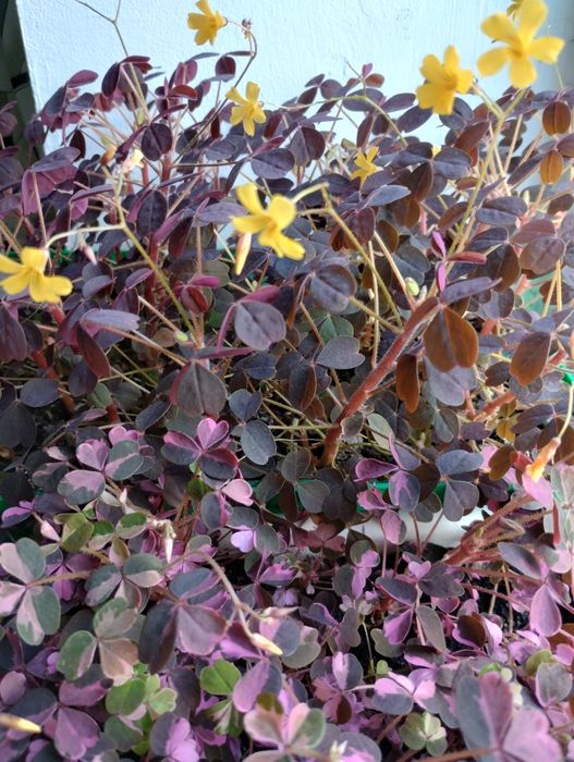 Оксалис (кислица) Lasiandra , Oxalis vulcanicola "Plum crazy"," Zinfan