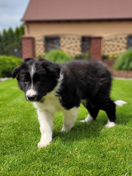 Border Collie Śliczny Piesek