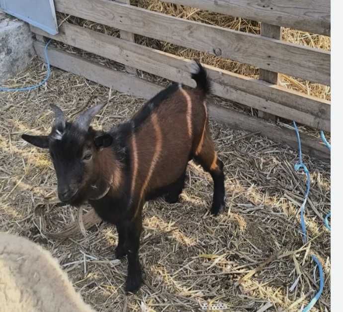 Cabrito anão 1 ano