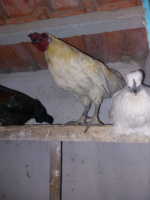 Galos jovens disponíveis