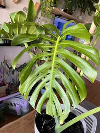 Monstera Deliciosa Variegata