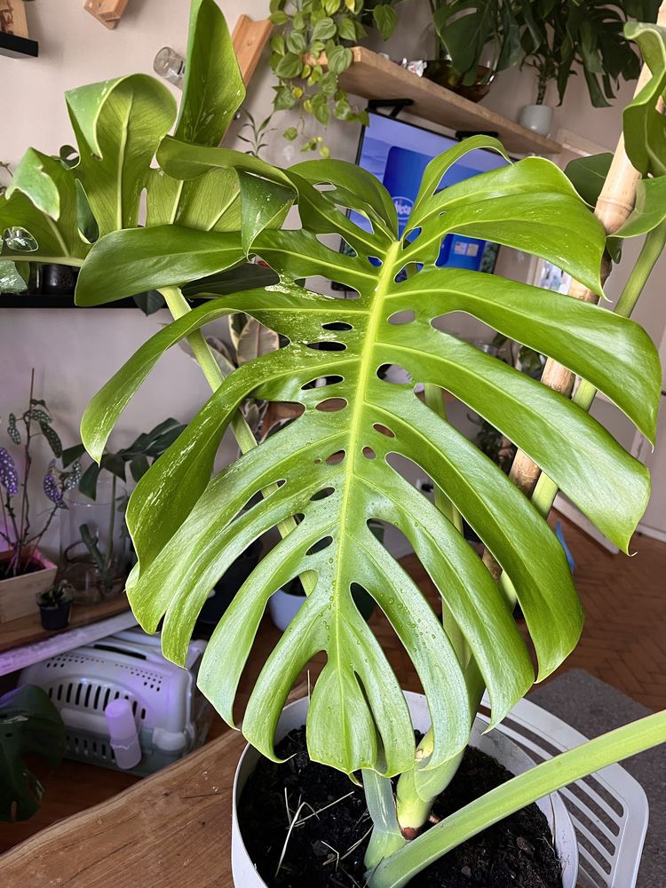 Monstera Deliciosa Variegata