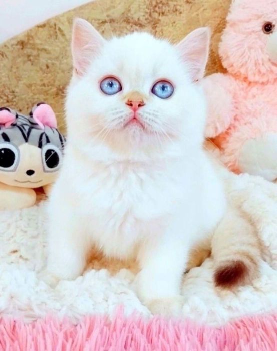 Золота шиншила поінт Дівчинка красунечка