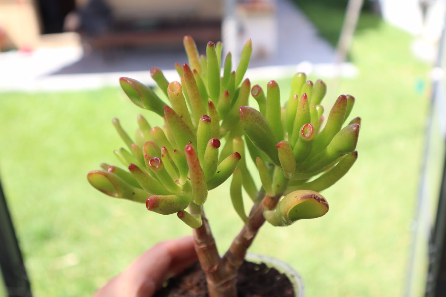 Suculenta real - Crassula Horntree