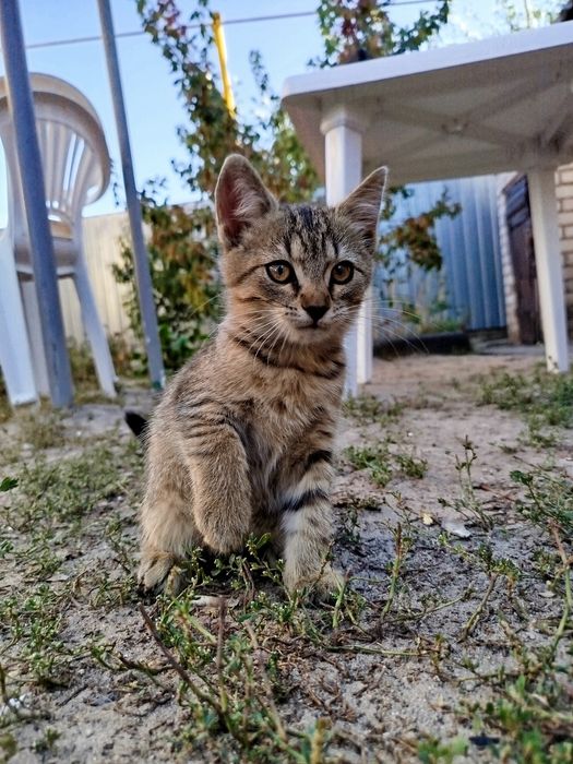 Віддам 5 кошенят безплатно