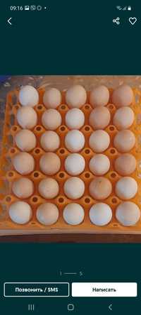В   продаже   яйцо   инкубационное