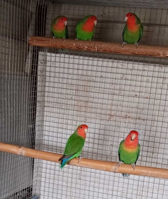 Agapórnis rosicollis longfeather