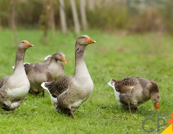 gansos perus Patos