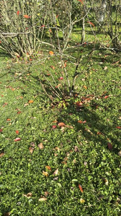 Sadzonki, krzewy aronia