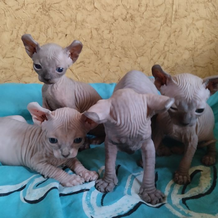 Шикарные эльфы канадского сфинкса