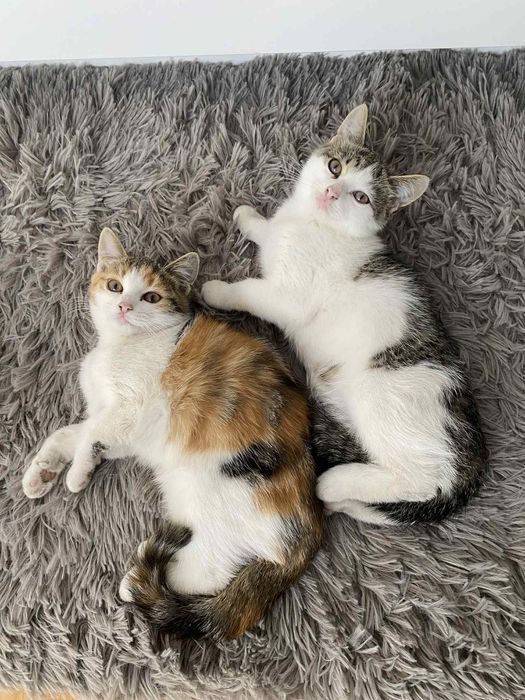 Małe  kotki do oddania