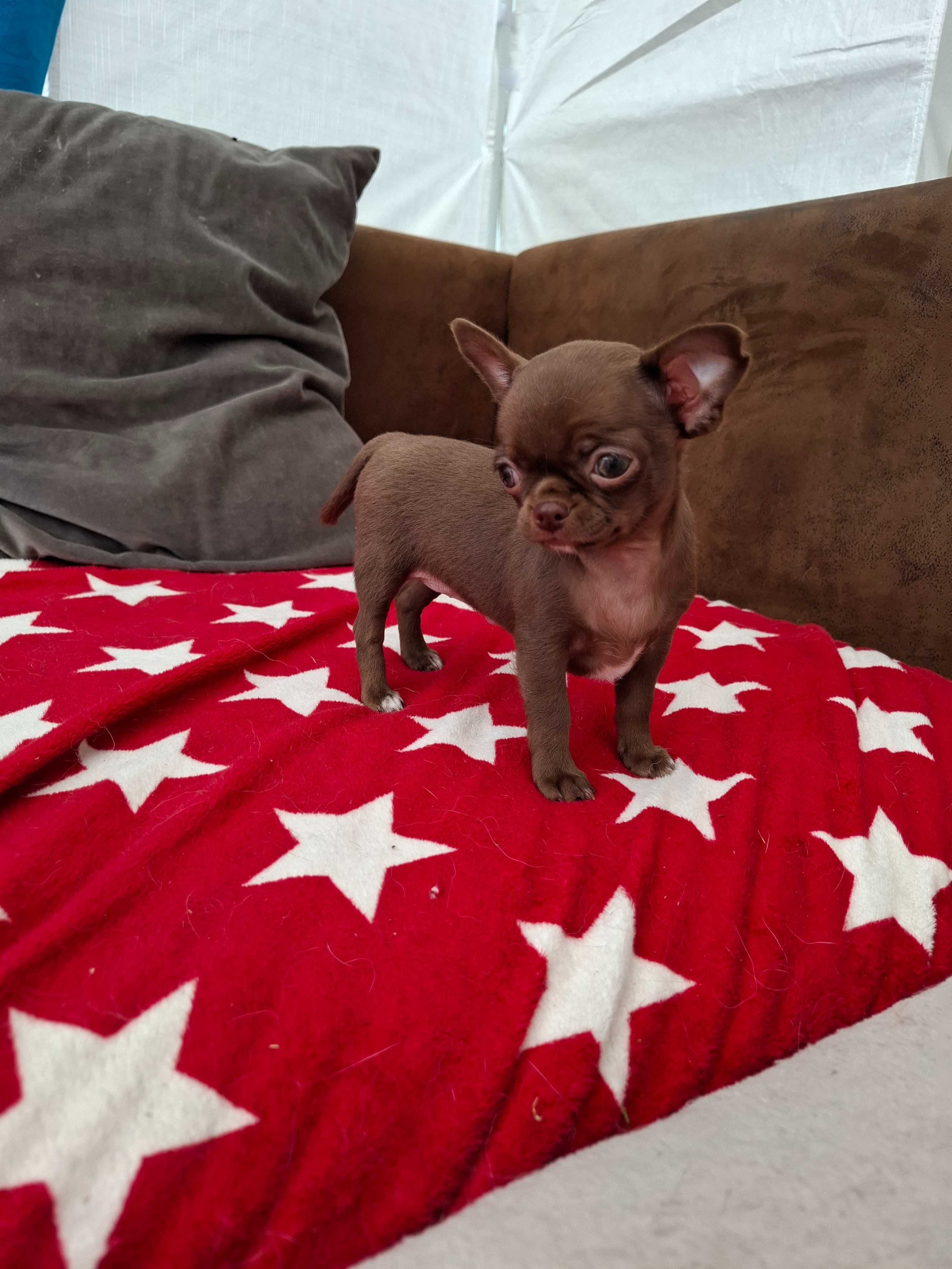 Chihuahua sunia maleńka, gotowa do odbioru