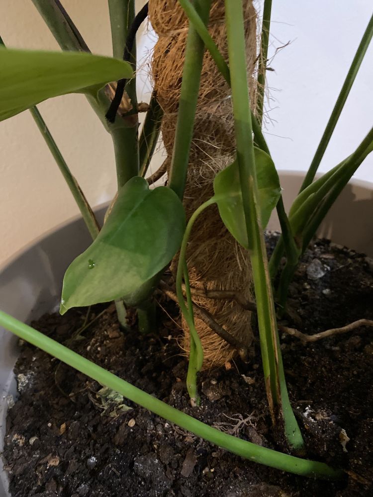 Planta Monstera com vaso incluido