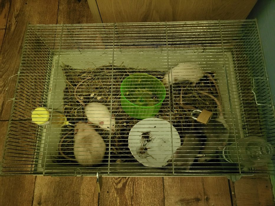 Sprzedam szczury rasowe