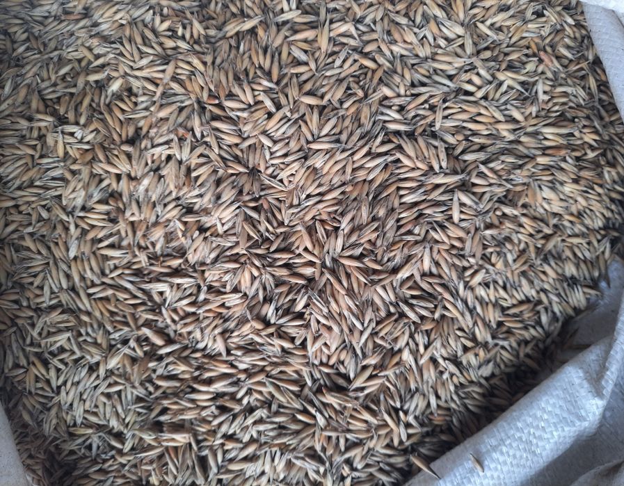 Sprzedam owies arkan