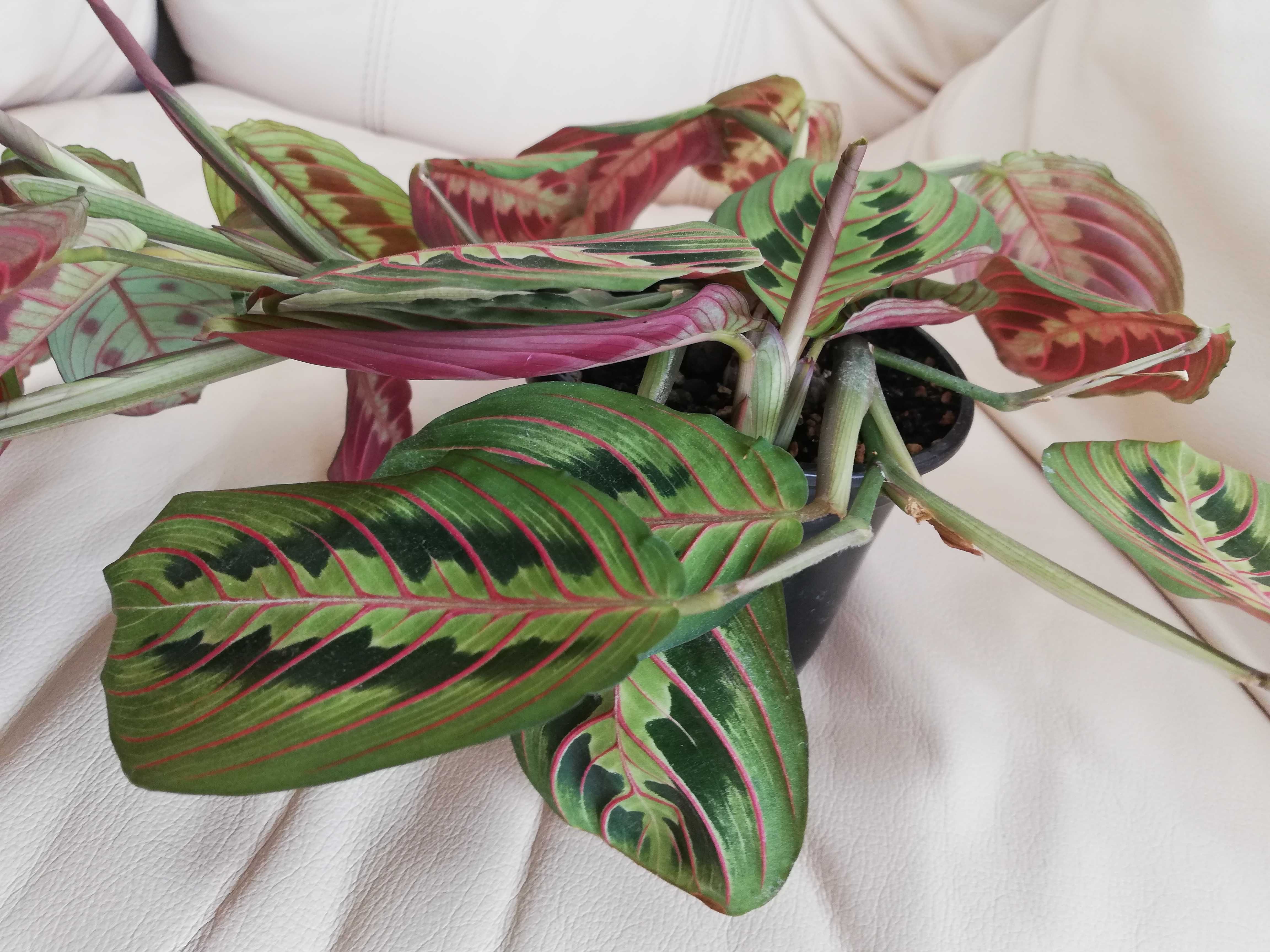 Maranta Leuconeura Fascinator Tricolor - dorosła roślina