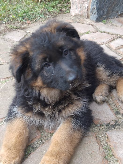 Owczarek niemiecki długowłosy