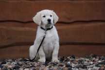 Golden Retriever szczeniak piesek
