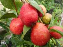 Gujawa truskawkowa-psidium catleyanum - sadzonka 50 cm