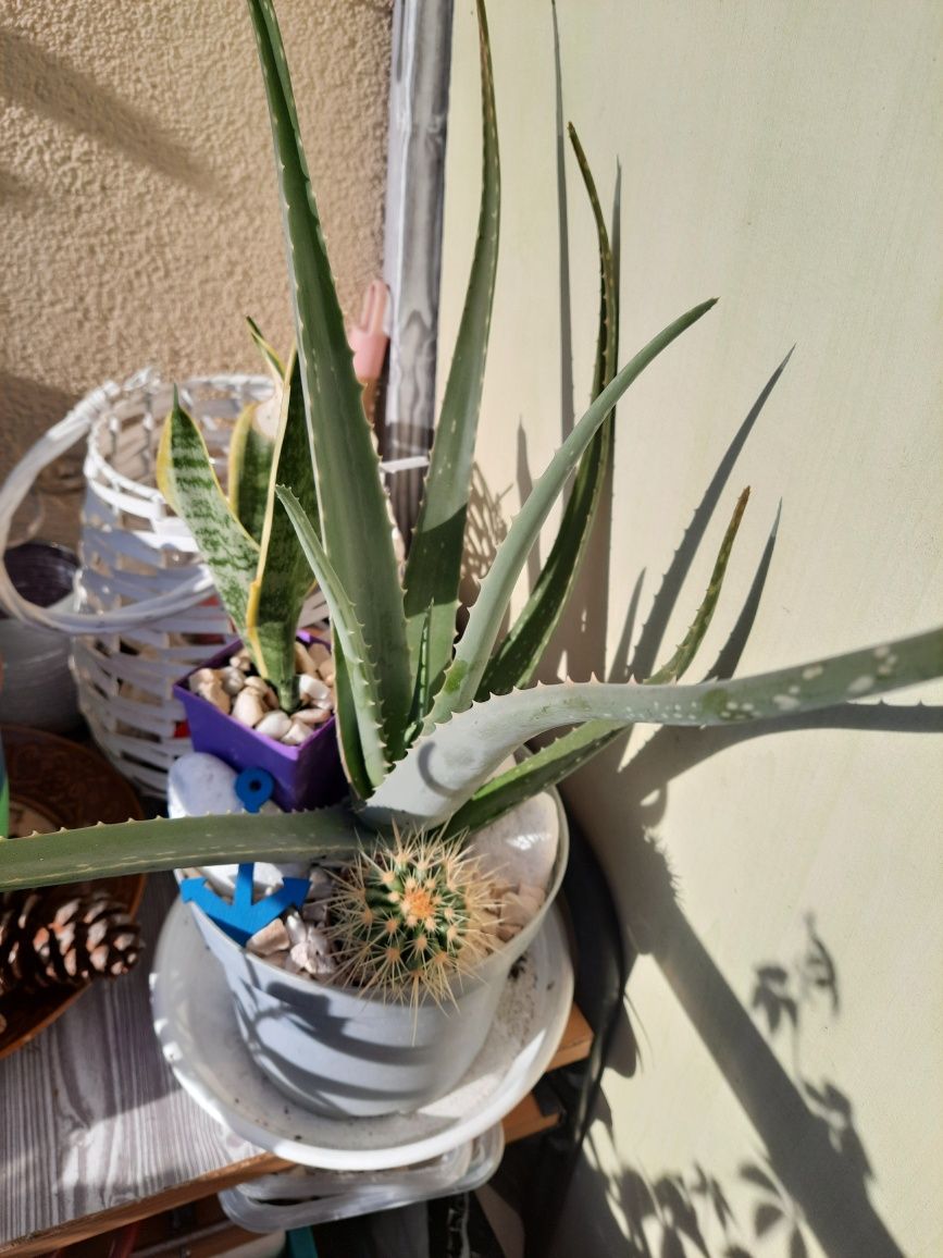 Piękny,duży  aloes