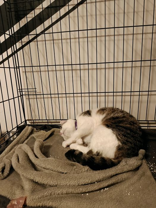 Pralinka przepiękna kotka szuka domu