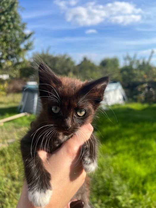 Віддамо кошенят в добрі руки