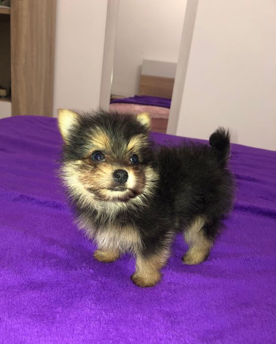 Cachorrinho Macho Mini