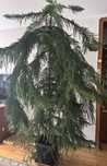 Araukaria wyniosła, Araucaria heterophylla