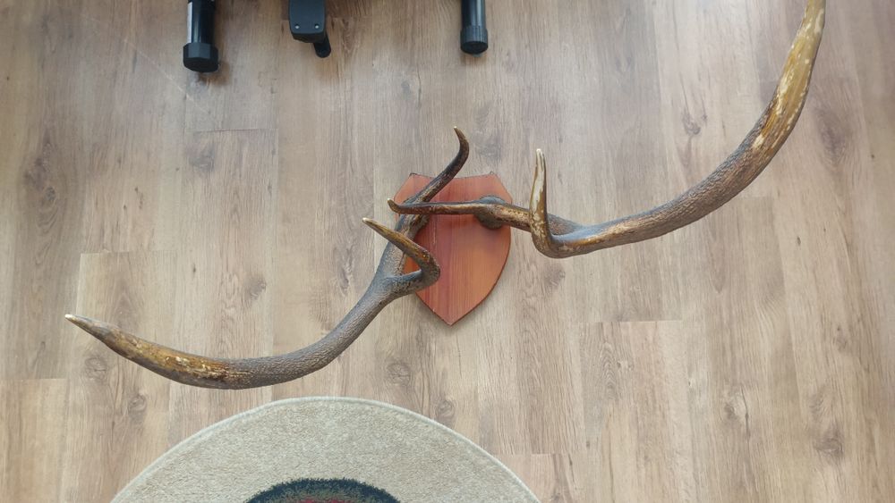 Poroże jelenia- oryginalne