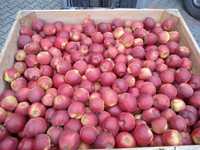 Skrzynka jabłek od sadownika 18 kg prince słodkie