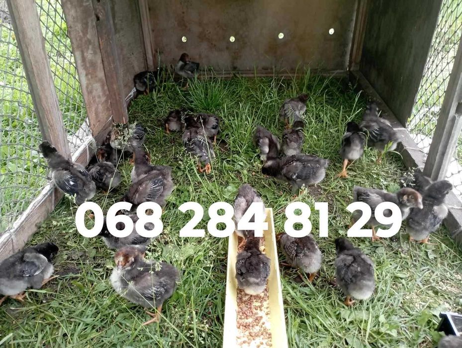 Проводиться запис на курчата віандот срібло