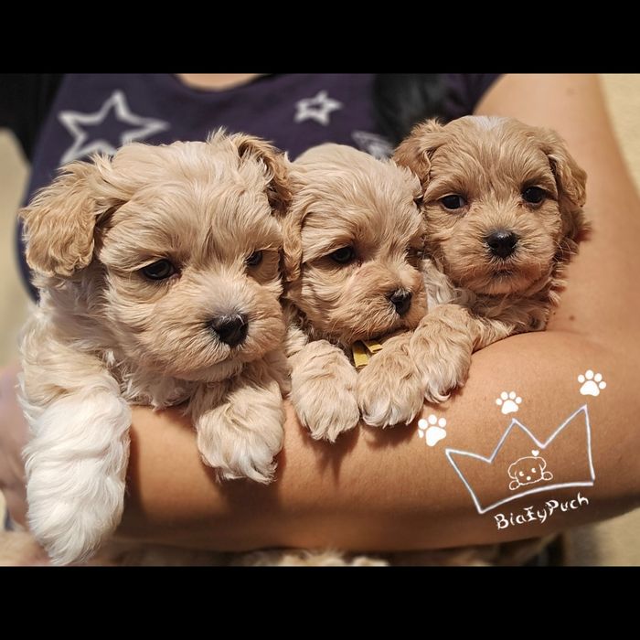 Maltipoo F1 beżowe toy badania paszport wyprawka