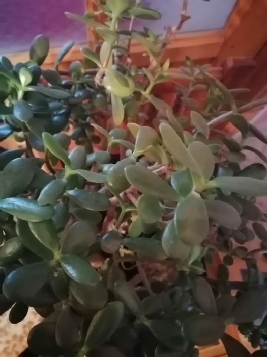 Грошове дерево, китайська роза,  гібіскус, денежное дерево, та інші