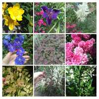 Багаторічні рослини:квіти,кущі,ліани