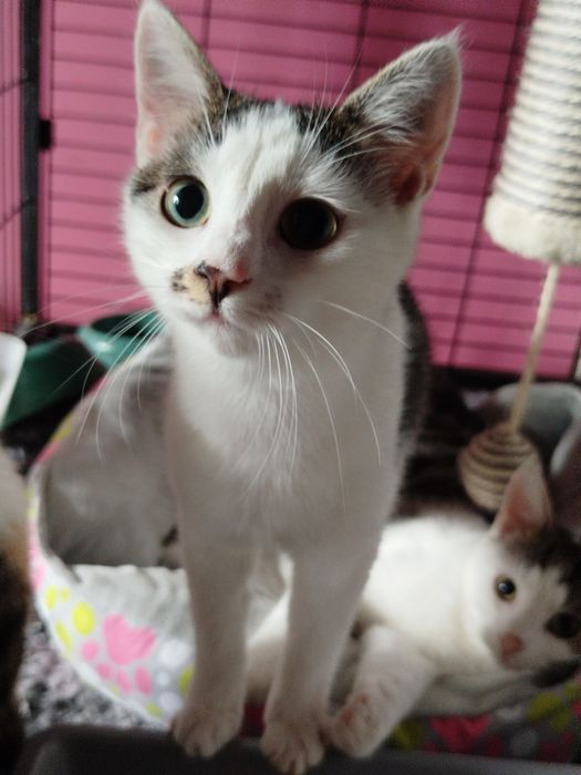 LATINA czeka na domek