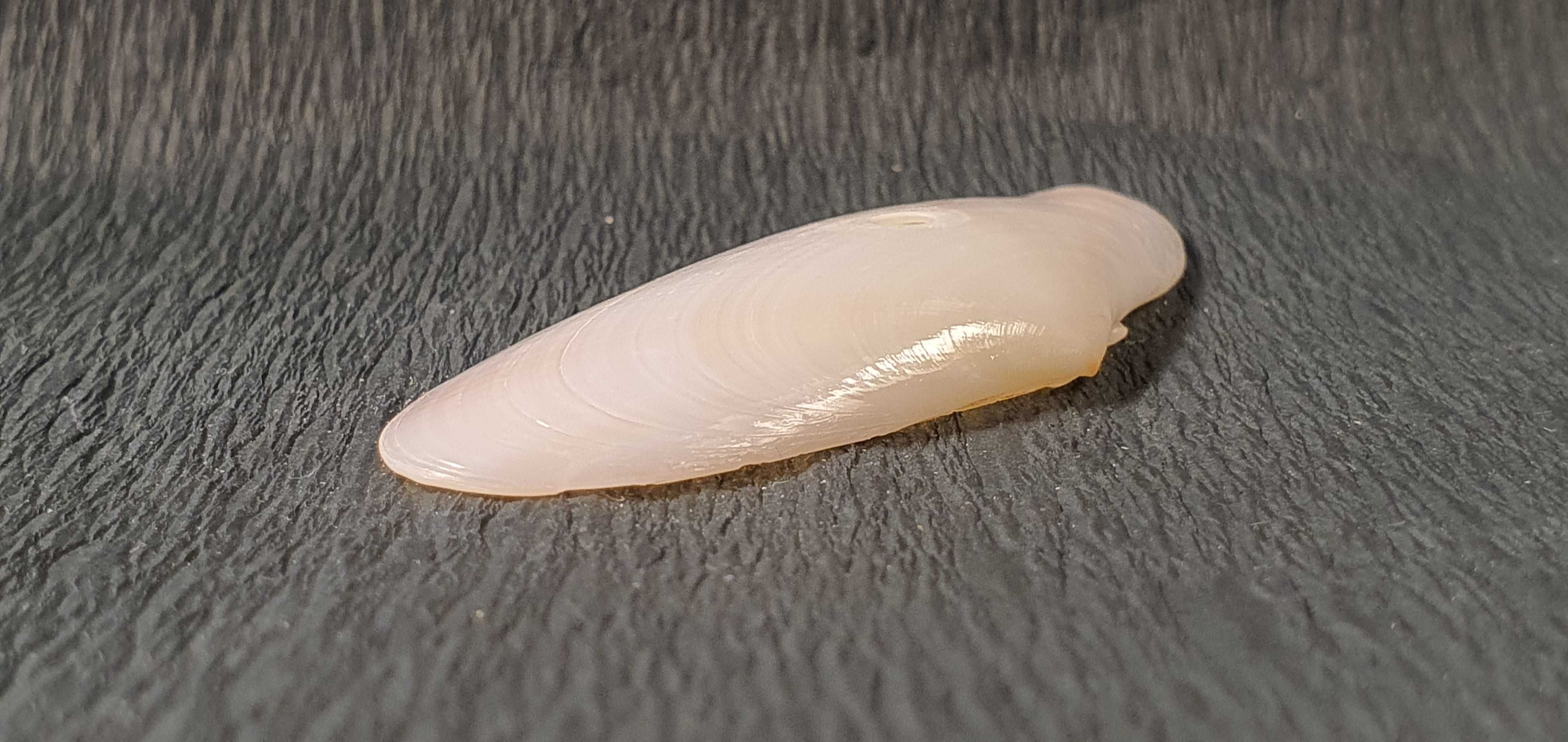 Muszla morska o wymiarach 60 x 30 x 10 mm (nr 20)
