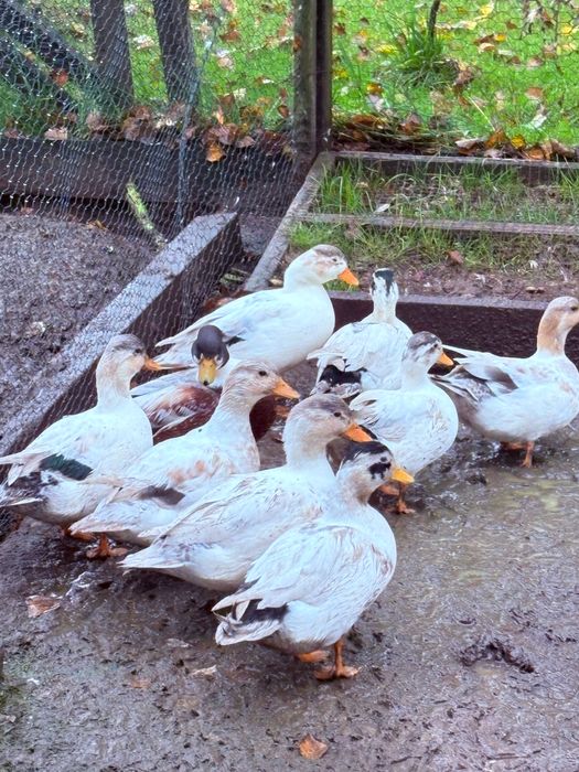 Kaczki call duck para, młode