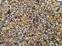 MIX dlla gołębi z popcornem // Krótkodziób  MARGRANO 25 kg