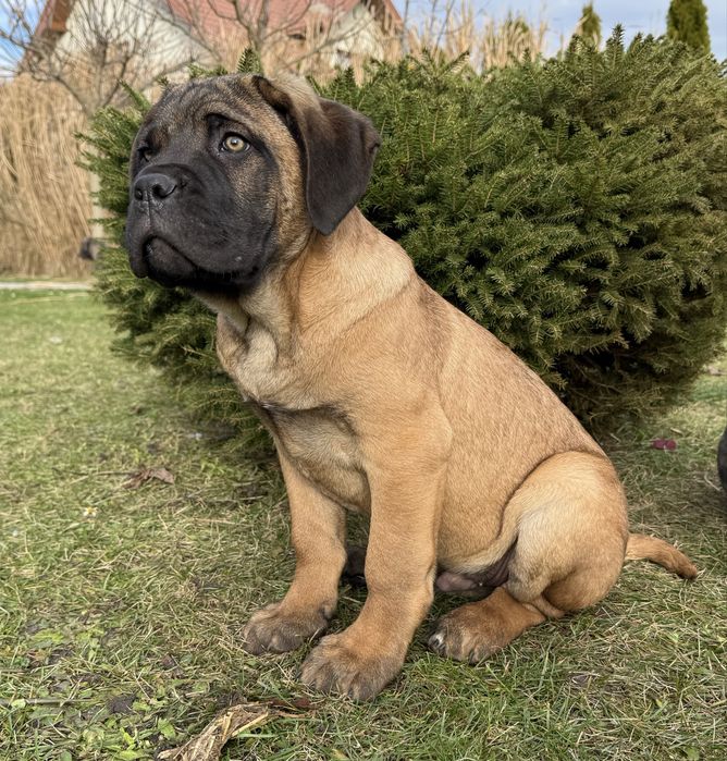 Cane corso samiec z rodowodem