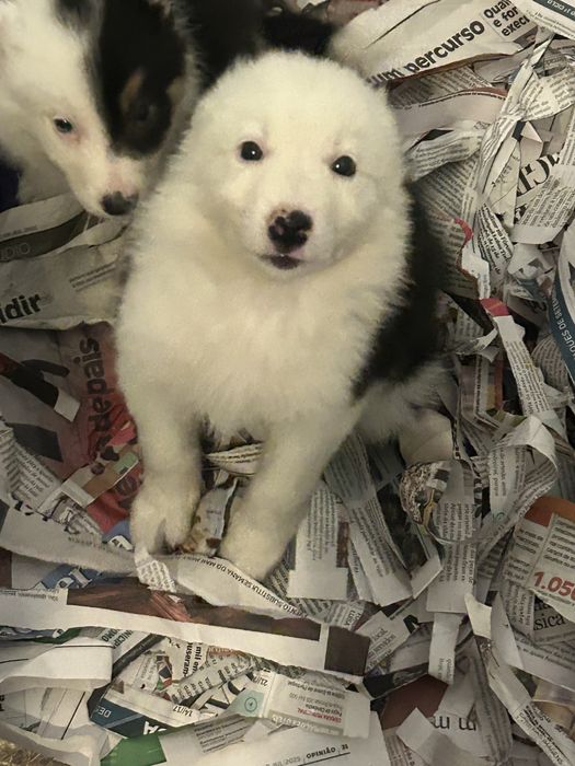 Menina border collie
