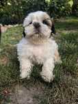 Śliczny szczeniak shih tzu