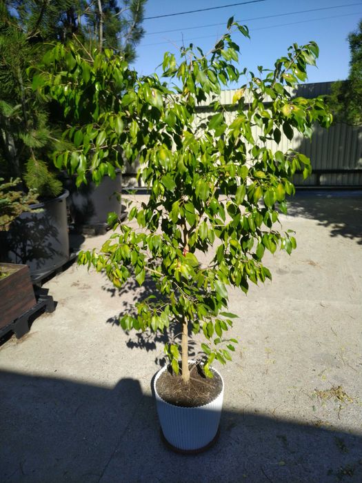 Kwiat fikus Benjamina i  filodendron